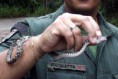/album/animais-resgatados/filhote-de-jararaca-jpg/